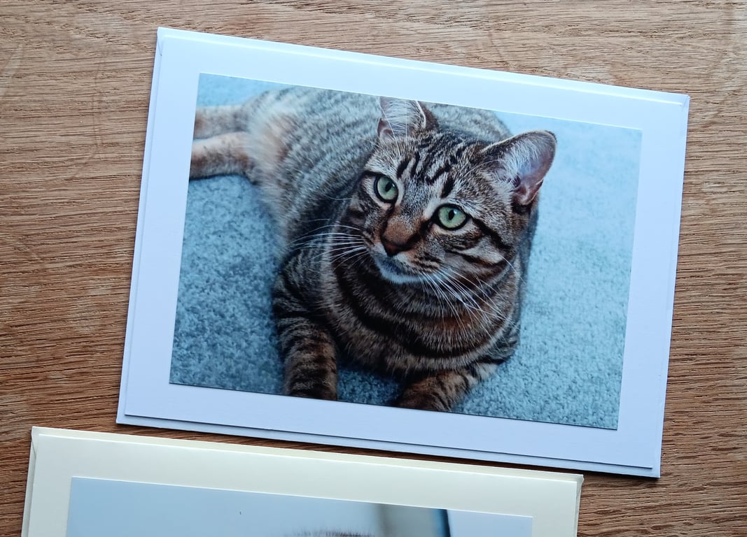Cat Portrait Large Photographic Card 7" x 5" Blank