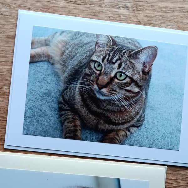 Cat Portrait Large Photographic Card 7" x 5" Blank