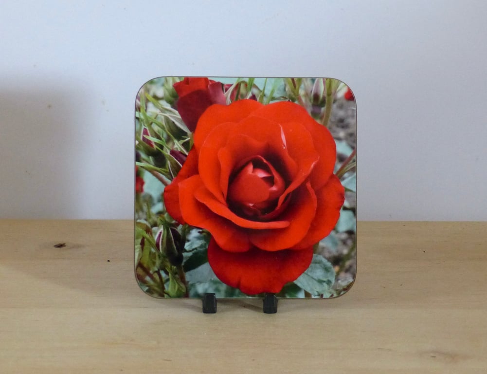 Photo Coaster - Red Rose