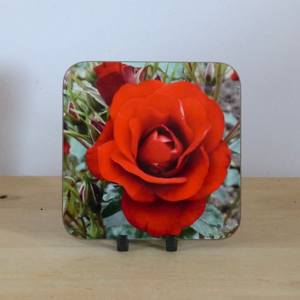 Photo Coaster - Red Rose