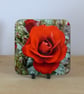 Summer Seconds - Photo Coaster - Red Rose - Image 1