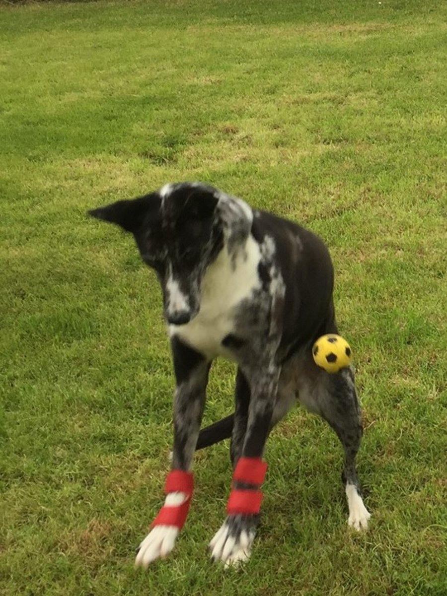 Dog Stopper Pad (Carpal Pad) Protectors Prot... Folksy