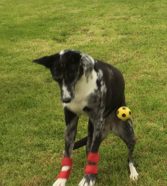 Dog Stopper Pad (Carpal Pad)  Protectors - Protect Your Furry Friend