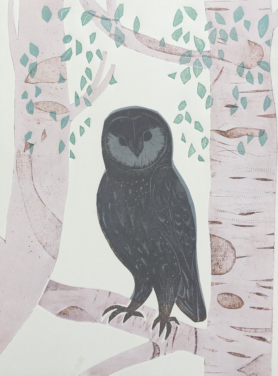 Little Owl in Birch Trees
