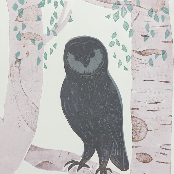 Little Owl in Birch Trees