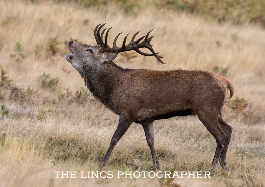 Red Stag print (Limited edition of 10)