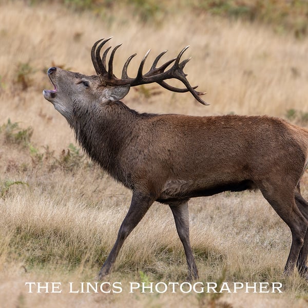 Red Stag print (Limited edition of 10)
