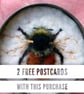 Special Offer Book and Postcard collection from the Fifty Bees exhibition