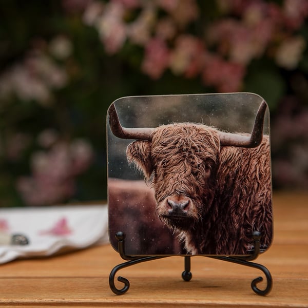 Soggy the Highland Cow Wooden Coaster - Original Scottish Animal Photo Gifts - W