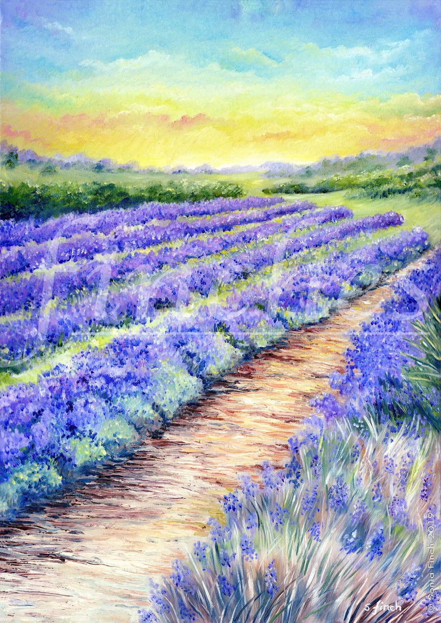 Lavender Fields of Kent - Limited Edition Giclée Print