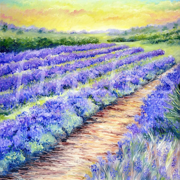 Lavender Fields of Kent - Limited Edition Giclée Print