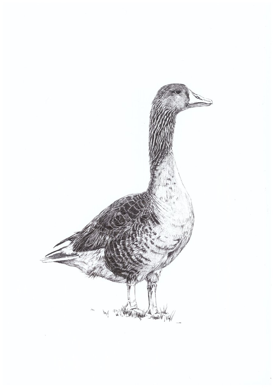 A4 PRINT of a Goose in pen and ink
