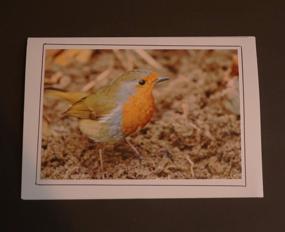 Garden Bird Collection Greetings Card - Robin Photography - Blank Inside.