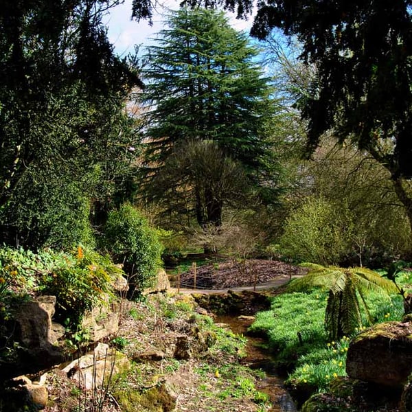 Batsford Arboretum Cotswolds Moreton In Marsh Photograph Print