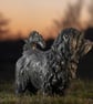 Standing Norfolk Terrier Dog Statue Large Bronze Resin Garden Sculpture - Image 7