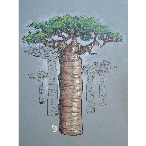 Baobab Tree wall art - Original drawing, tree wall decor, tree study