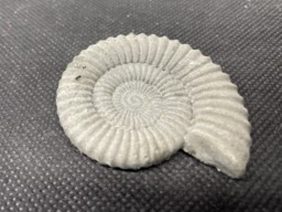   2-7 Ammonite Hand-CastFossil  detailed reconstituted stone ammonites design 