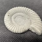   2-7 Ammonite Hand-CastFossil  detailed reconstituted stone ammonites design 