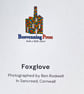 Blank Card A6 Portrait - Foxglove - Image 4