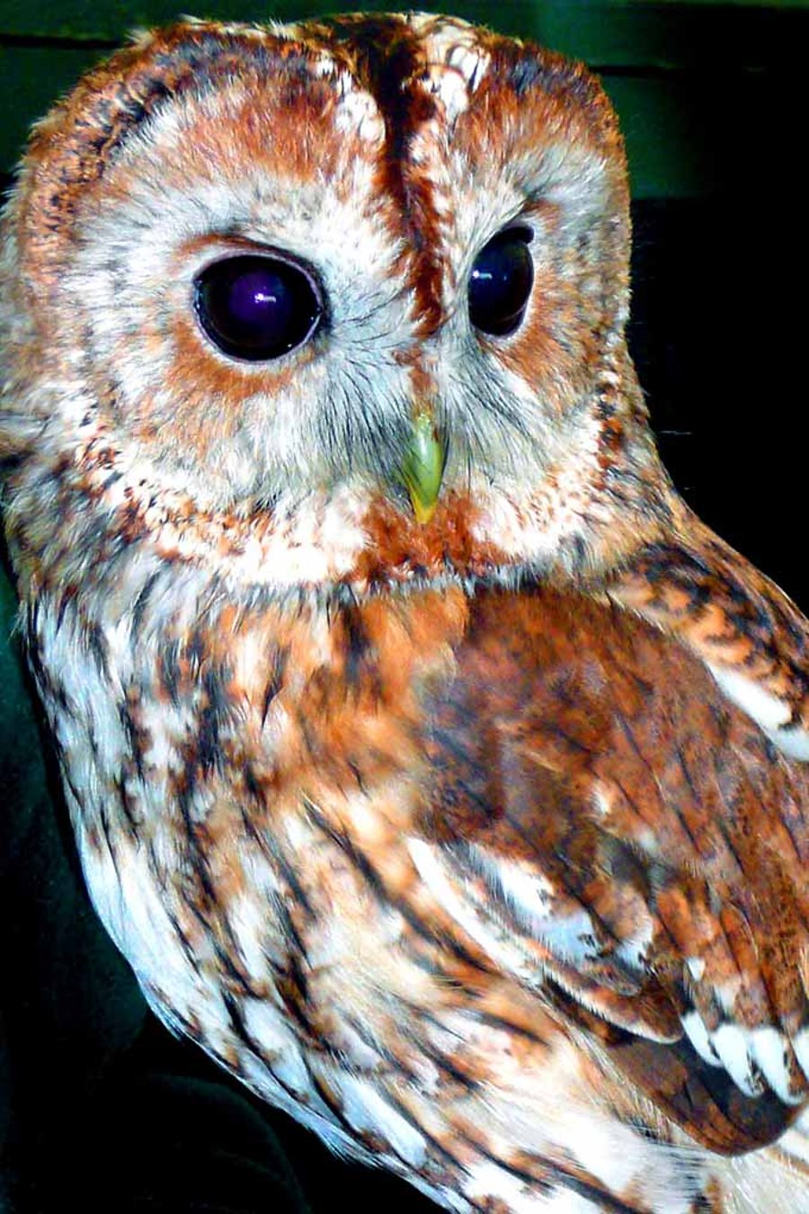 Barn Owl Tyto Alba Bird Of Prey Photograph Print