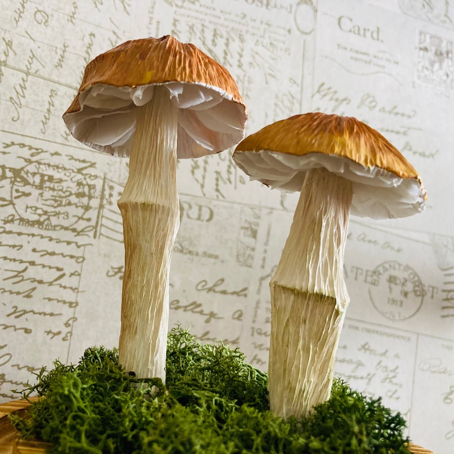 2 Paper chestnut mushrooms in a glass dome