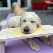 Shanes Meditation Stools