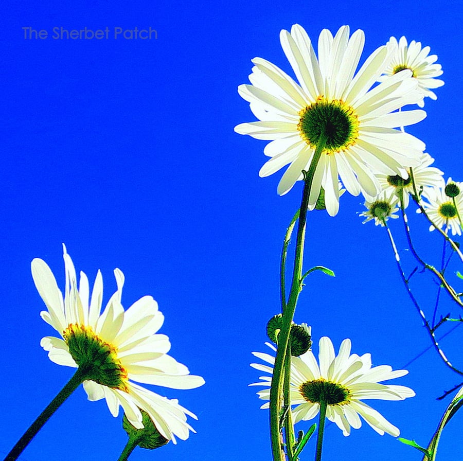 Daisies.  A bee's eye view.  8 inches x 8 inches.  (20cm x20cm)  Photography.