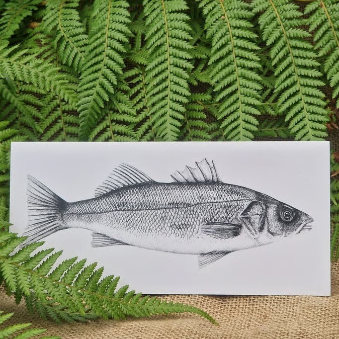 Euroean Seabass card