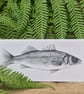 Euroean Seabass card - Image 1