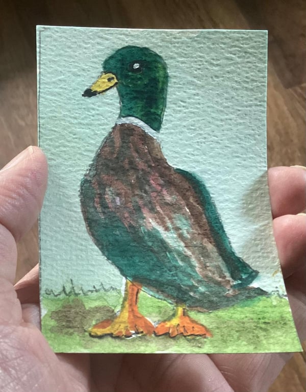 ACEO, Original Watercolour, Duck, 3.5 x 2.5, Trading Card Size.