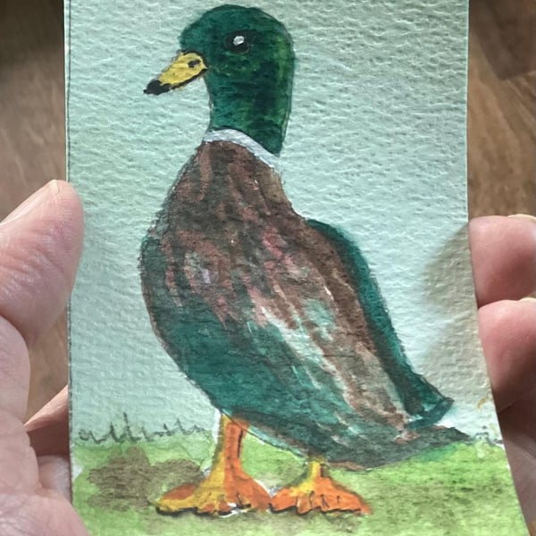 ACEO, Original Watercolour, Duck, 3.5 x 2.5, Trading Card Size.