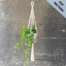 Macrame Plant Hanger Pattern 