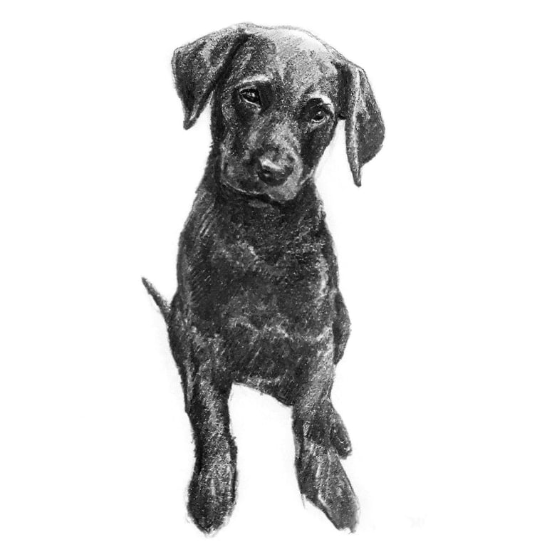 Custom A6 Pet Portrait DRAWING