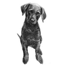 Custom A6 Pet Portrait DRAWING