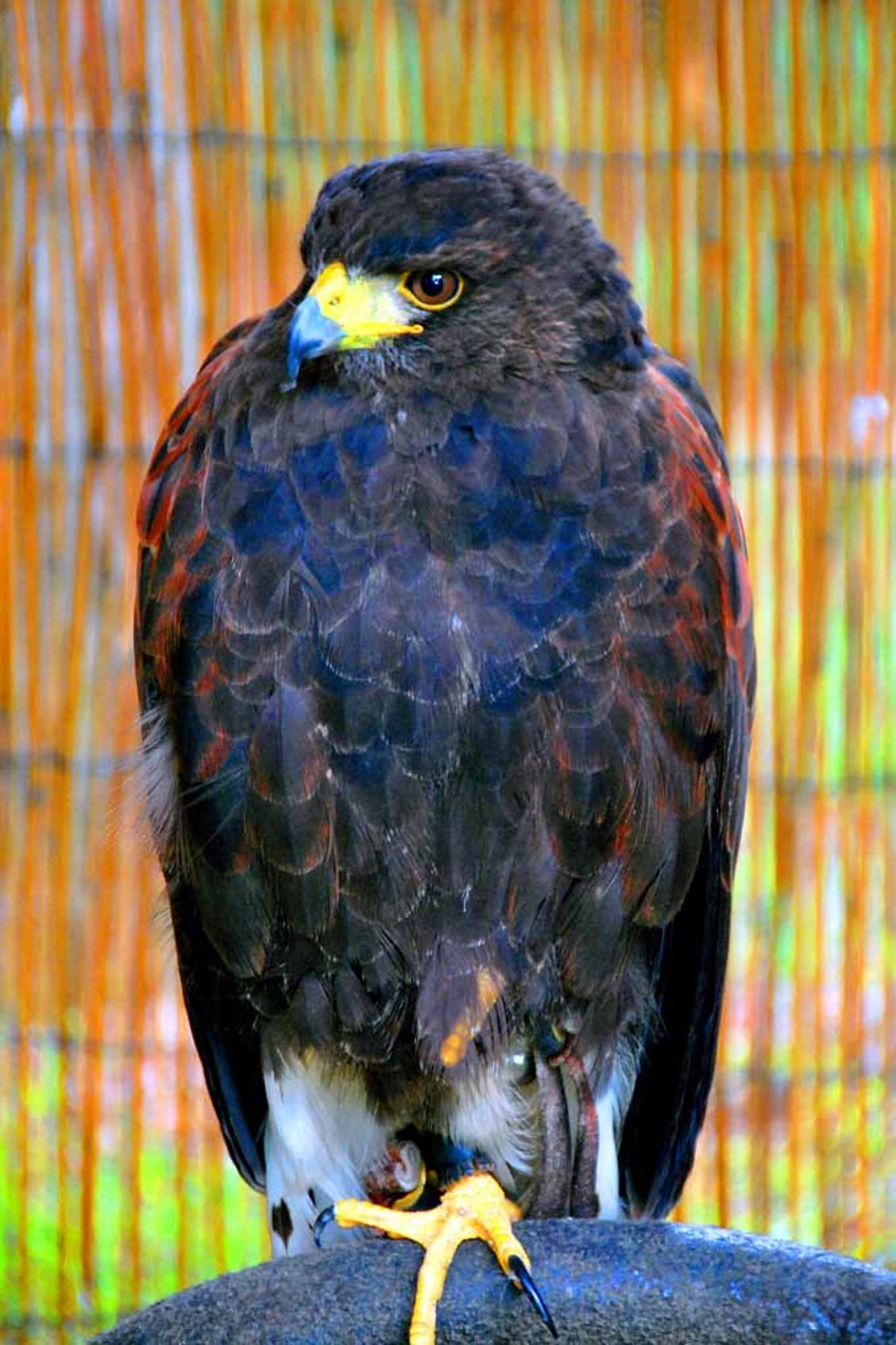 Harris Hawk Bird Of Prey Photograph Print