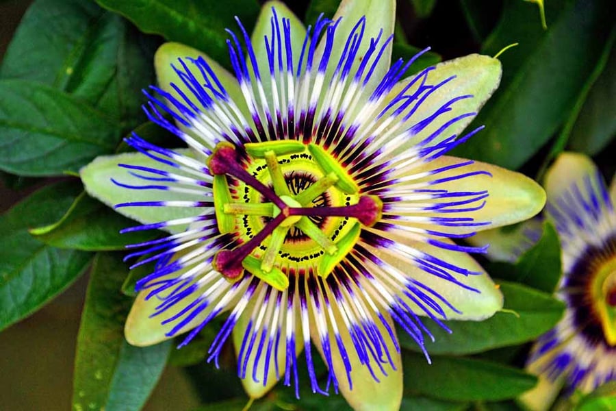 Passion Flower Summer Flowering Plant Photograph Print