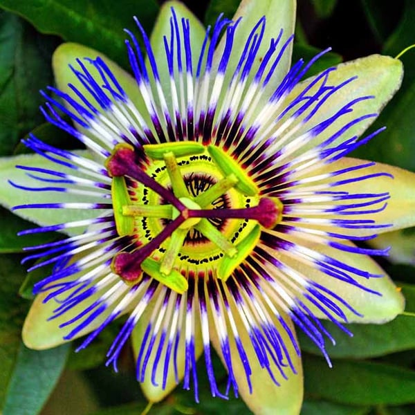 Passion Flower Summer Flowering Plant Photograph Print