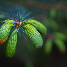 Photgraph - Spring Pine Needles - Limited Edition Signed Print