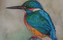 Animal's and birds 