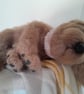 Knitted Puppy, dotpebbles knits design  - Image 10