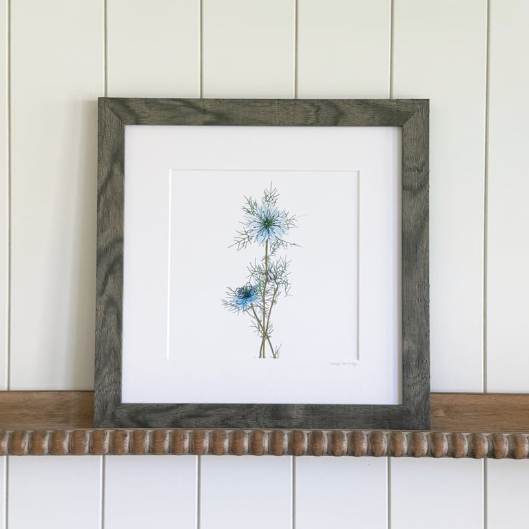 'Love in the mist' Framed print 12" x 12"