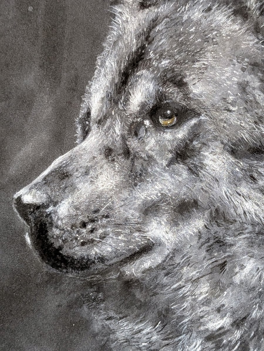 Original Artwork. The Wolf . A4