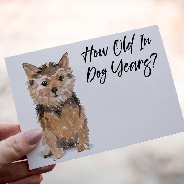 Norfolk Terrier Dog Birthday Card, Dog Birthday Card