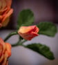  Sunlit Rose in Terracotta - Yellow Felt Bloom  - Image 3