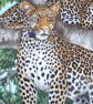 On Safari Leopards in a tree cushion - Image 4