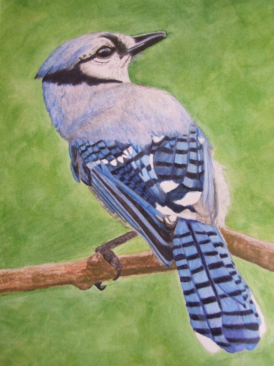 Blue Jay Original Watercolour and Coloured Pencil Painting, Wildlife Art