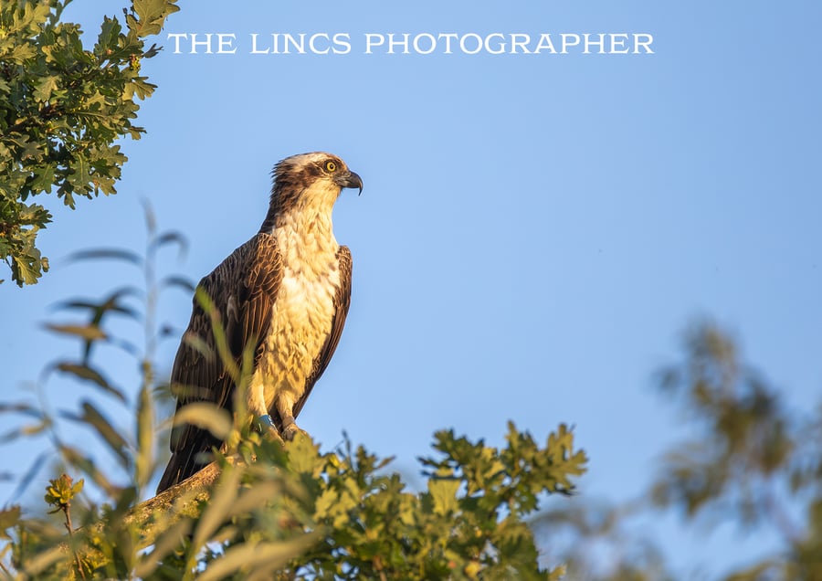 Osprey perched print (Limited edition of 10)