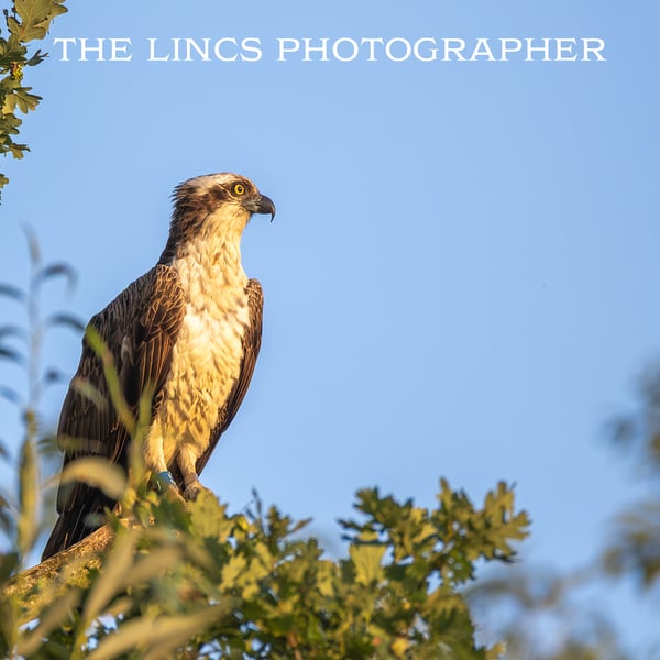 Osprey perched print (Limited edition of 10)