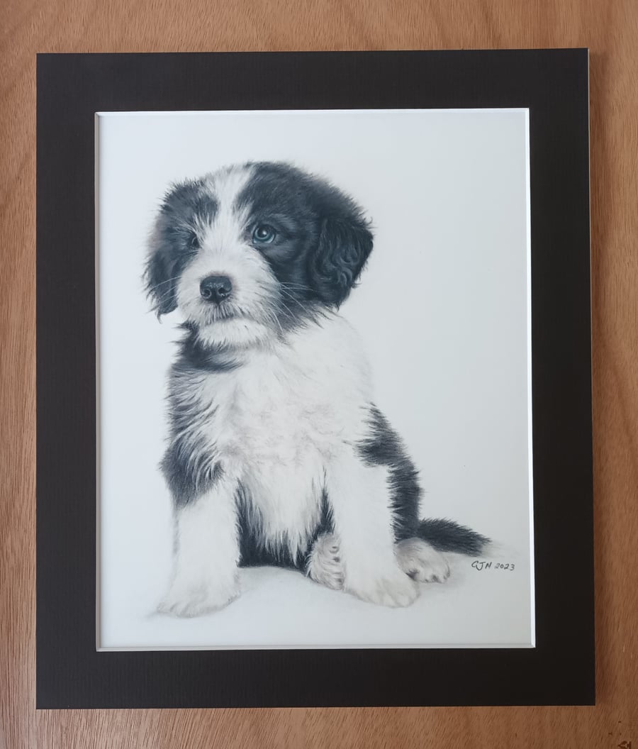 BEARDED COLLIE PUPPY PRINT WITH MOUNT
