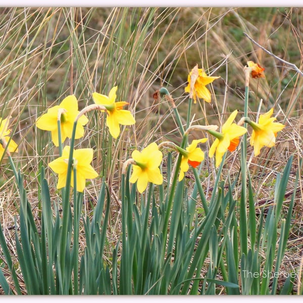 Daffodils nestling in the sand dunes. A 29cm x Folksy